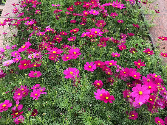 江門花籃慶典|設計廣場花壇擺設