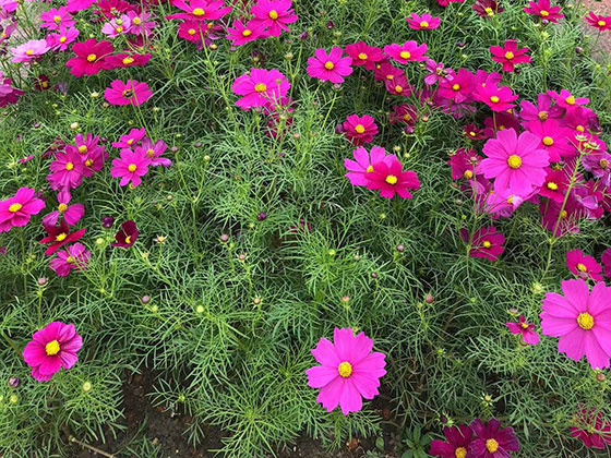 漳州漂亮仿真花-設(shè)計(jì)綠化廠房園林